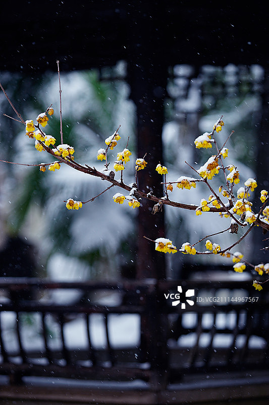 苏州南园宾馆雪景图片素材