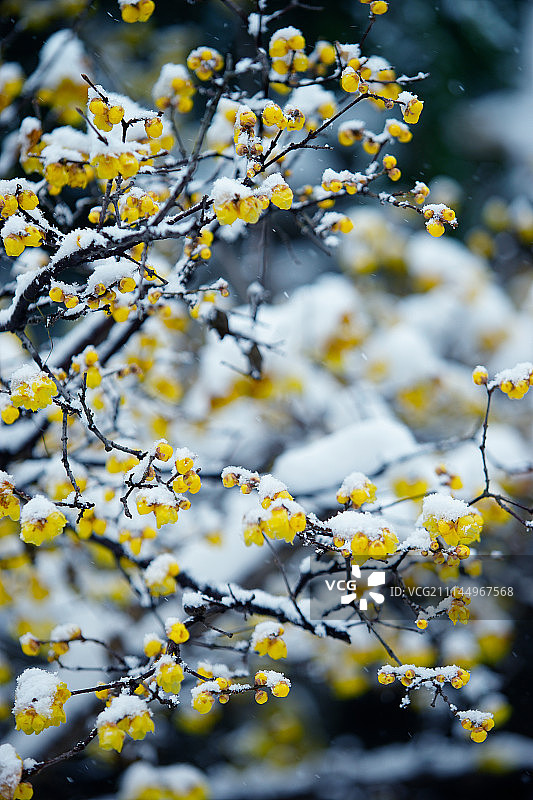 苏州南园宾馆雪景图片素材
