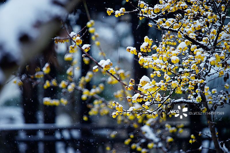 苏州南园宾馆雪景图片素材