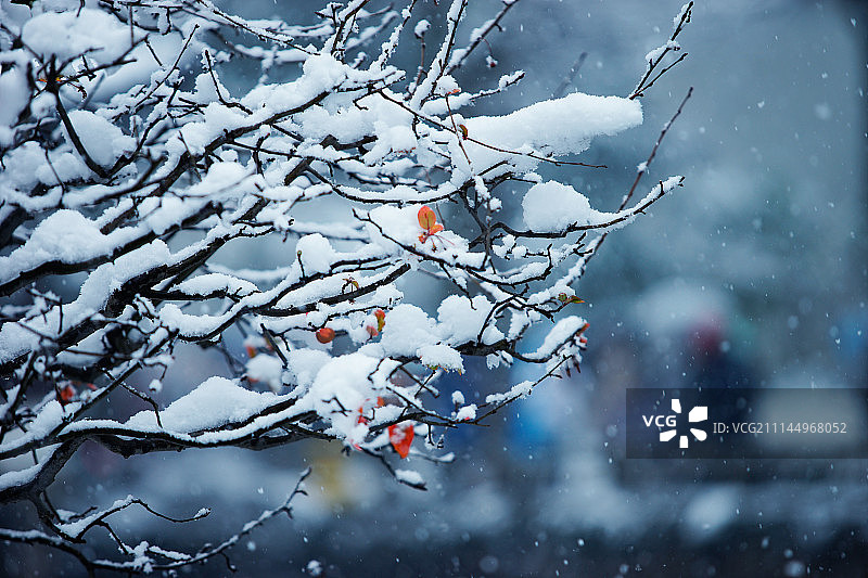 苏州拙政园美丽雪景图片素材