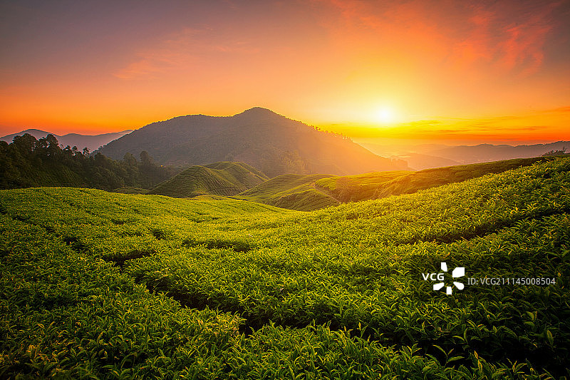 金马仑高原的茶园图片素材