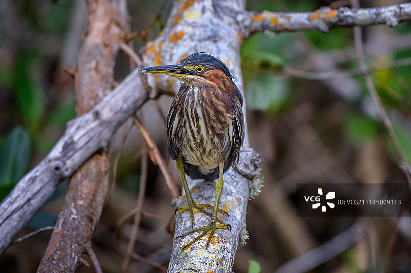 绿鹭（Butorides virescens）沿着靛蓝小径图片素材