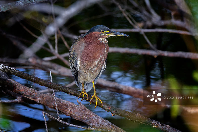 威尼斯苍鹭栖息地的绿鹭图片素材