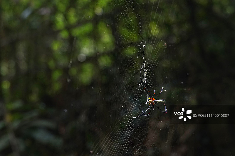 人面蜘蛛之舞图片素材