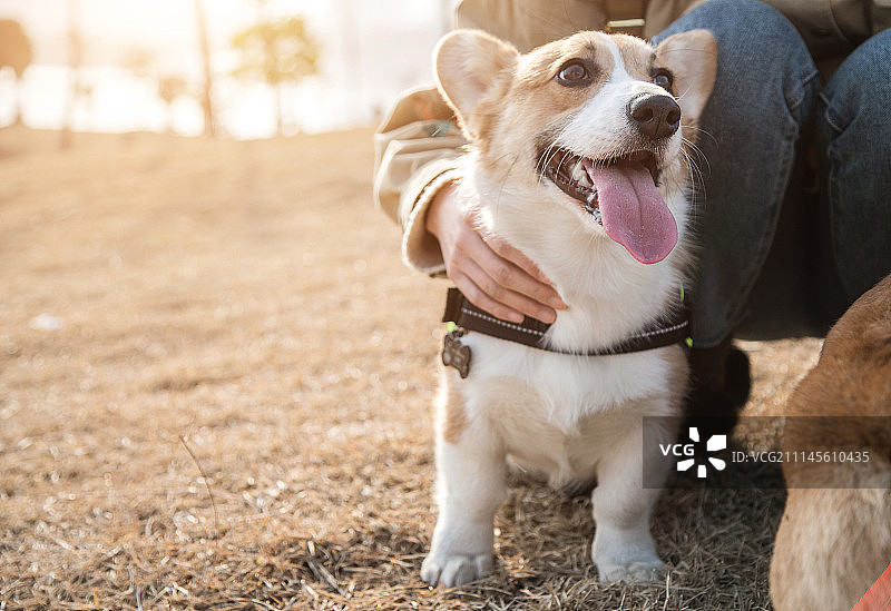 柯基犬图片素材