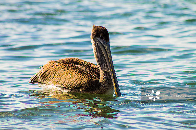 褐鹈鹕图片素材