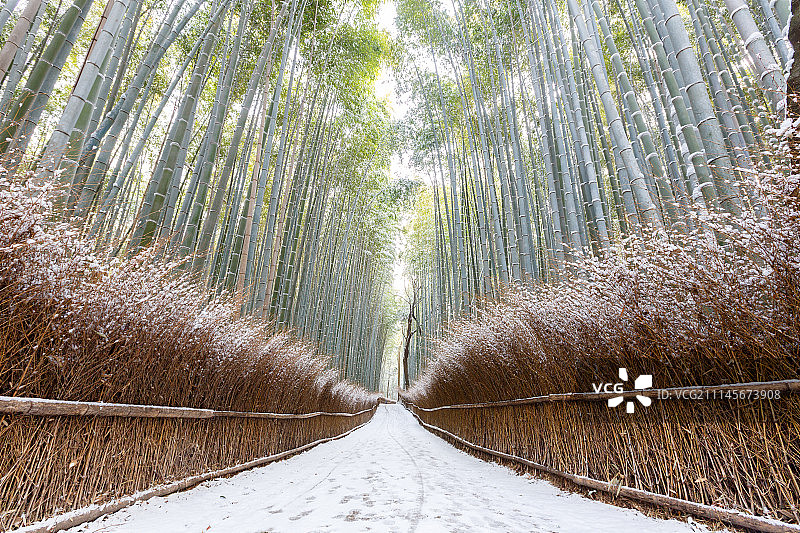 竹林雪景图片素材