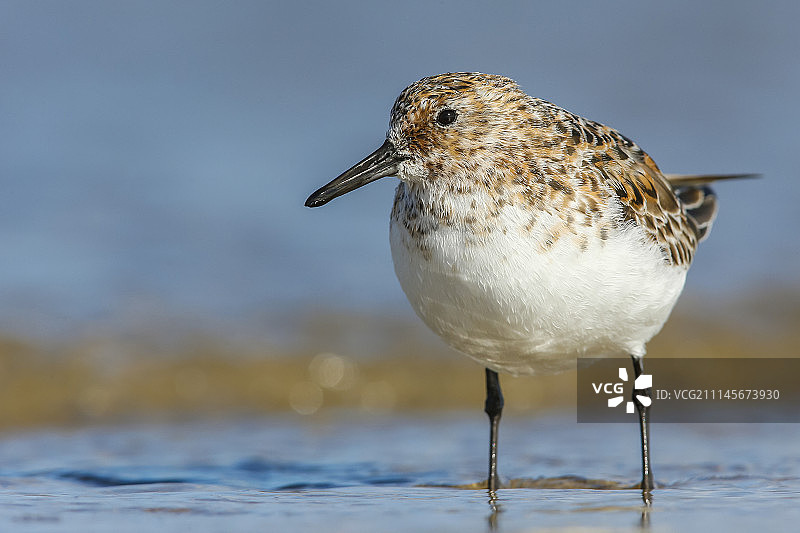 三趾鹬图片素材