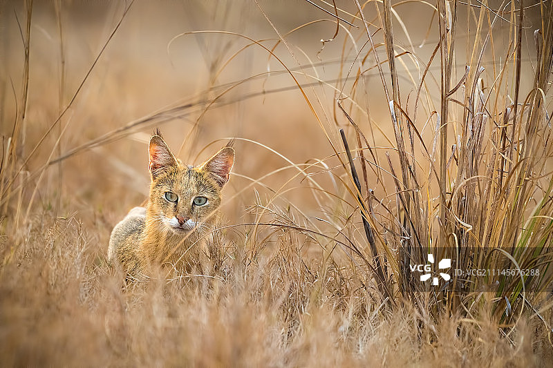 印度丛林猫图片素材