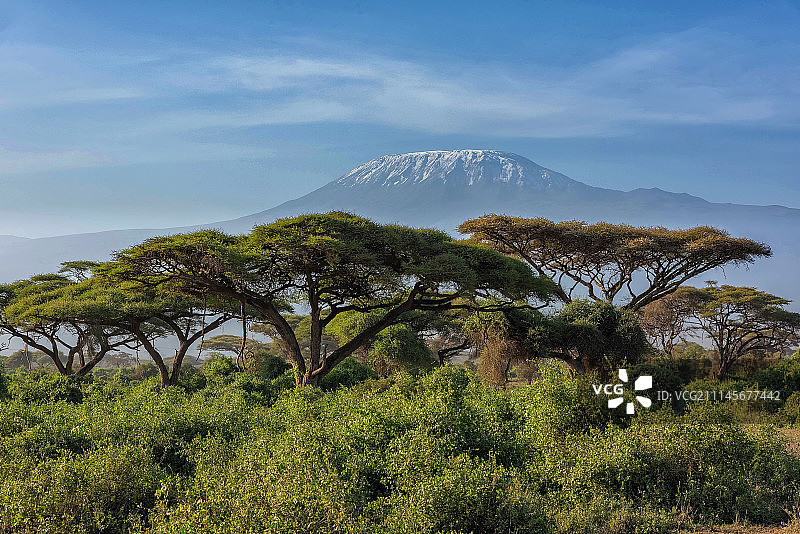 乞力马扎罗山与金合欢树图片素材