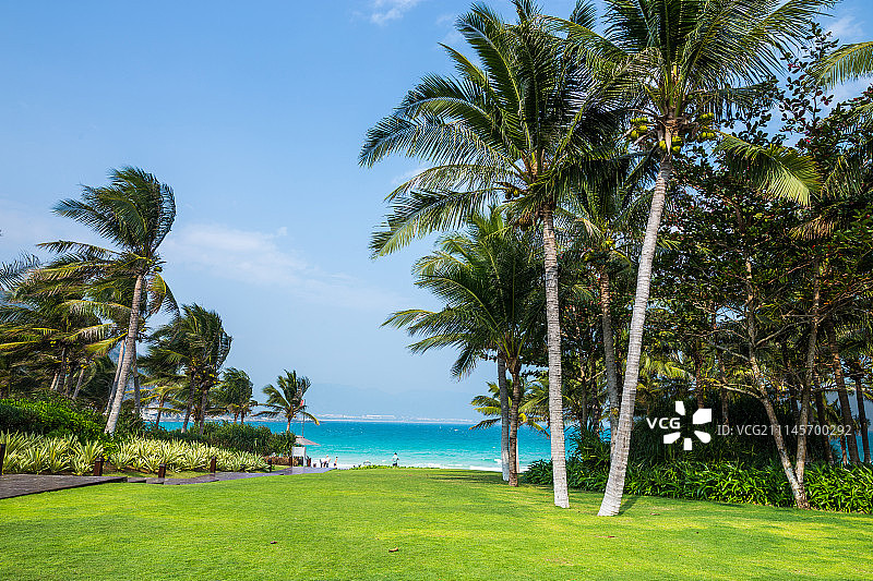 草地椰林海滩图片素材