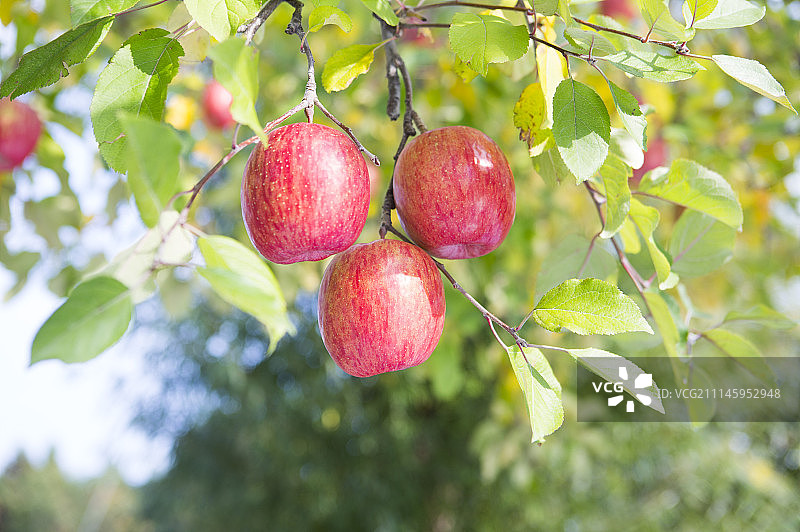 苹果,苹果树图片素材