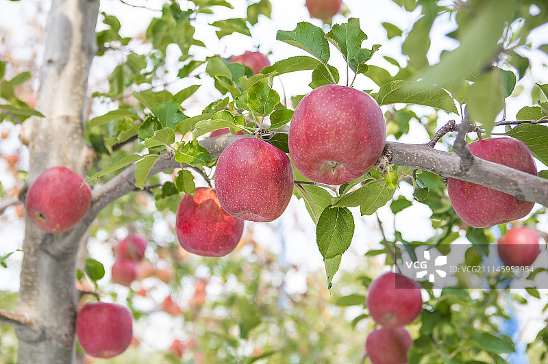 苹果,苹果树图片素材