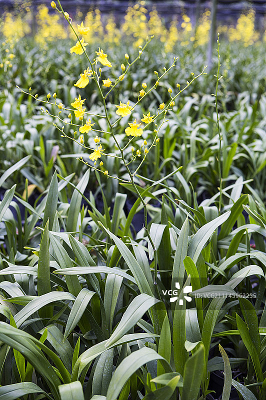 文心兰,屏东,台湾,亚洲图片素材