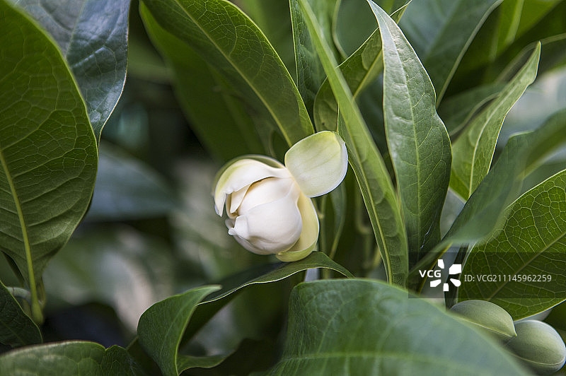 夜合花,屏东,台湾,亚洲图片素材