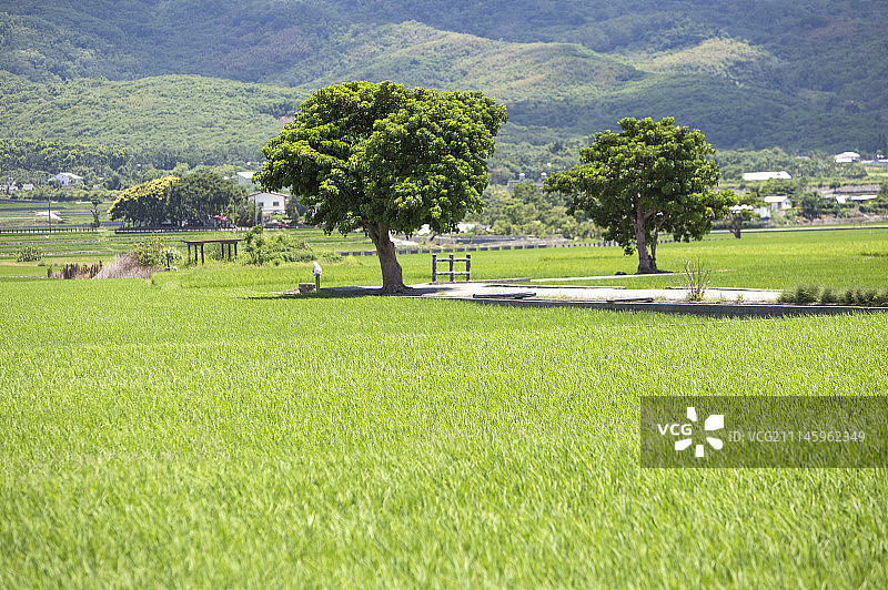 伯朗大道,金城武树,台东,台湾,亚洲图片素材
