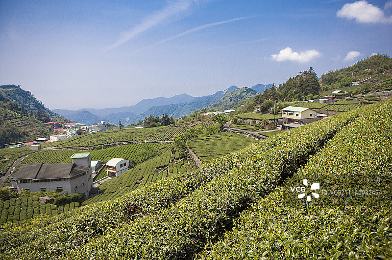 阿里山风景区,阿里山,嘉义,台湾,亚洲,茶树,茶园图片素材