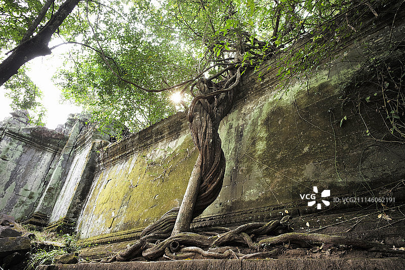秘境徒步素材-柬埔寨吴哥窟崩密列遗址Beng Mealea图片素材