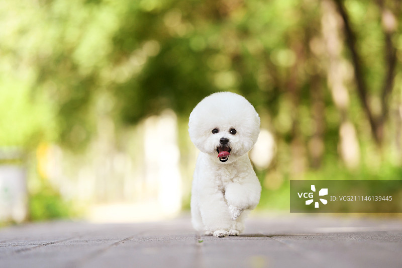 比熊犬图片素材