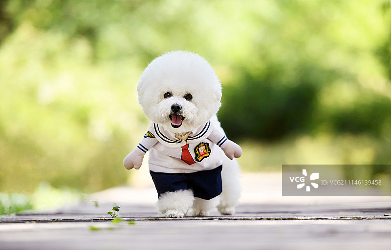 比熊犬图片素材