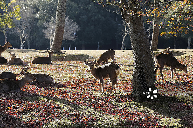 日本知名旅游目的地-奈良公园与小鹿图片素材