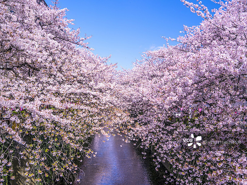日本东京樱花图片素材