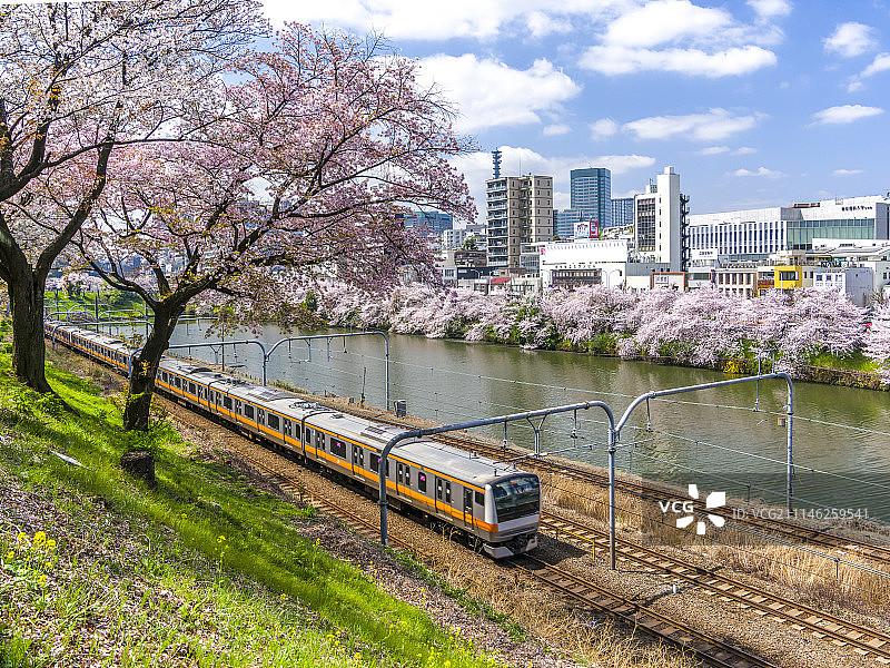 日本东京樱花图片素材