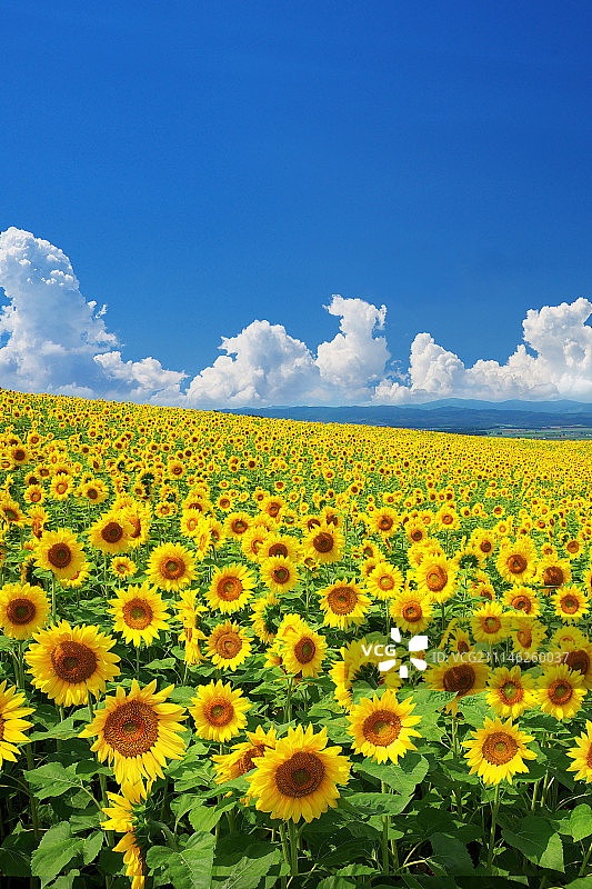 日本北海道图片素材