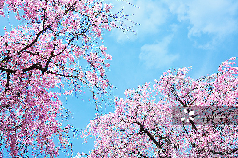 日本京都图片素材