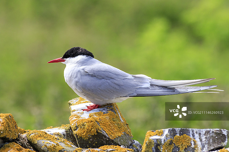 北极燕鸥图片素材