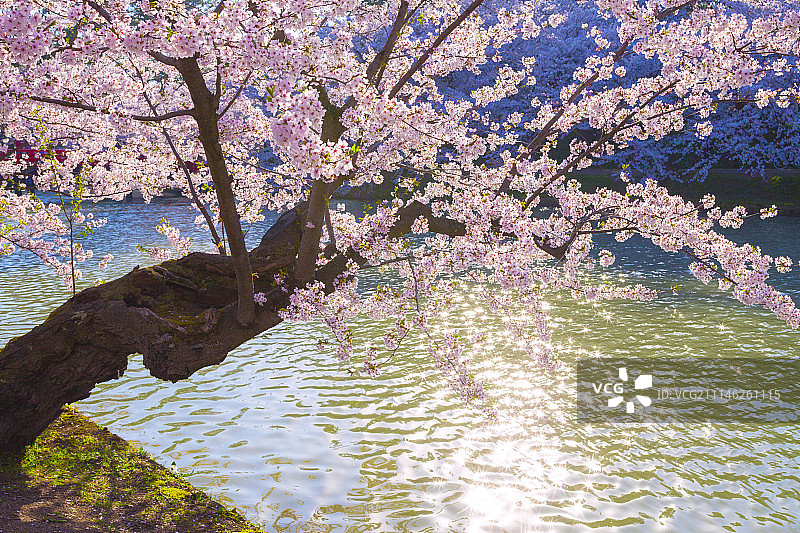 日本青森县图片素材