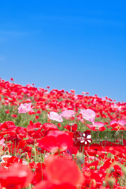 日本东京的罂粟花田图片素材