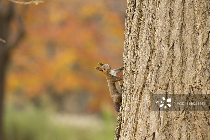 日本北海道图片素材