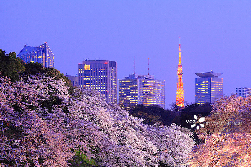 日本东京千鸟渊的樱花图片素材
