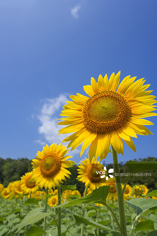 日本京都图片素材