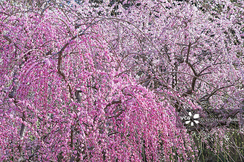 日本奈良县图片素材