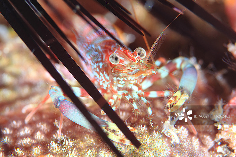 长刺海胆图片素材