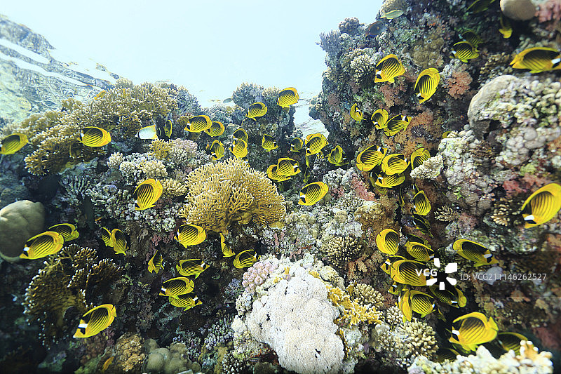 珊瑚礁图片素材