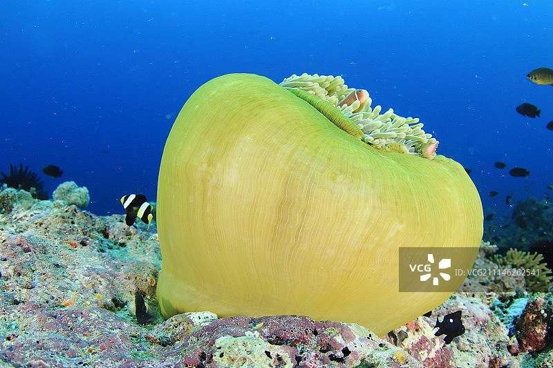 珊瑚礁图片素材