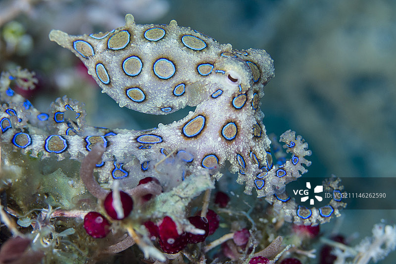 蓝环章鱼图片素材