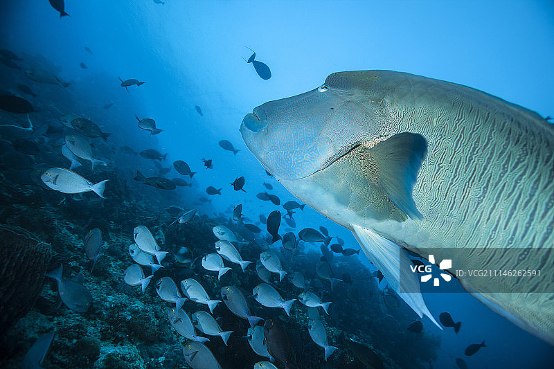 隆头鱼图片素材