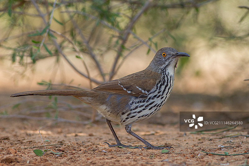 长嘴嘲鸫图片素材