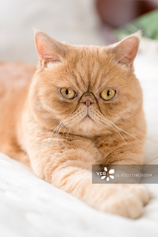 看着镜头的异国波斯猫图片素材