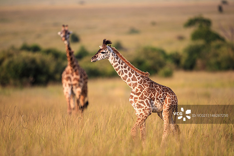 伸出你的脖子图片素材