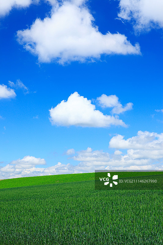 日本北海道麦田图片素材