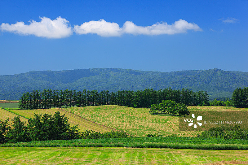 日本北海道的乡村田野风光图片素材