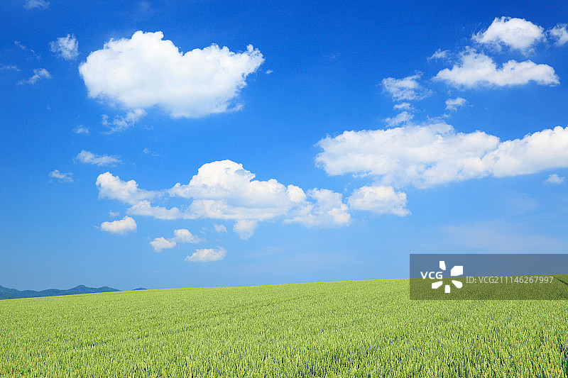 日本北海道麦田图片素材