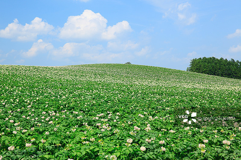 日本北海道的马铃薯田图片素材