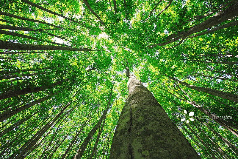 日本绿色森林图片素材