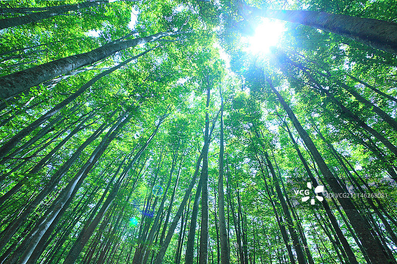 日本绿色森林图片素材